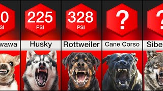 Comparison: Dogs With The Strongest Bite