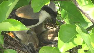 Bird's Nest / It's wonderful! Caught the small bird's bowel movement  + the bird mother feeding