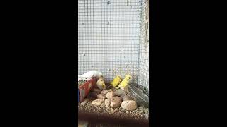 Bajri parrot breding