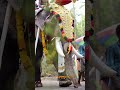 chiramanengad pooram 2024 vadakkumury vibhakam thiruvanikkavu rajagopalan