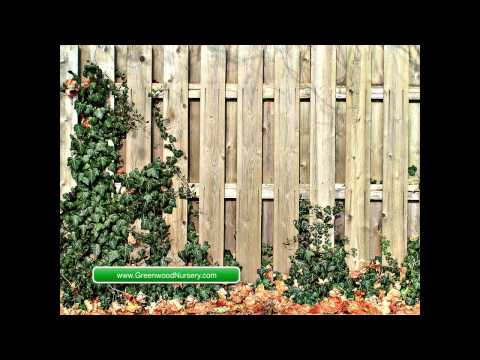 How to Reduce Noises in Your Outdoor Living Spaces How to Reduce Noises in Your Outdoor Living Spaces