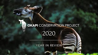 2020 Year in Review - Okapi Conservation Project