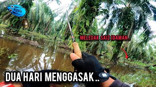 CASTING HARUAN | SPOT BANJIR MEMANG PADU | DAIWA REVROSE 1000LT | VLOG565