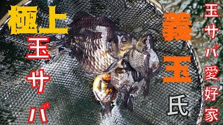 【金魚らいふ】訪問！玉サバ愛好家 義玉邸！！