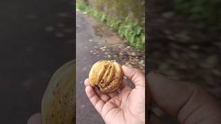 കുടം പുളി 🤤/Malabar tamarind 🍃പഴയ കാല ഓർമ്മകൾ(Nostalgia)#nostalgia #nostalgic #nostalgie #kudampuli