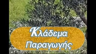 #3ο LIVE-ΚΛΑΔΕΜΑΤΑ ΚΑΡΠΟΦΟΡΙΑΣ-ΠΑΡΑΓΩΓΙΚΑ-ΕΠΙΛΟΓΗ ΔΩΡΟΥ ΓΙΑ ΦΕΒΡΟΥΑΡΙΟ #κλάδεμα  #ελιά  #olives