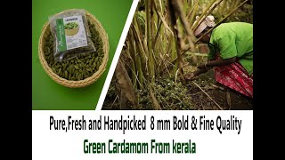 Pure, Fresh and Handpicked 8 mm Bold Green Cardamom of Fine Quality From Kerala | Kerala Spices