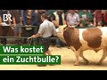 Besamungsstation kauft teuersten Fleckvieh-Zuchtbullen bei Auktion | Unser Land | Stier | BR