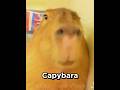 Capybara song