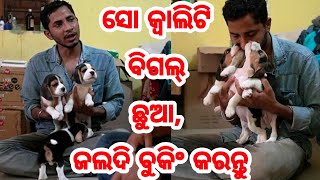 Best Quality Beagle Puppy with excellent marking for Sale from Mr. Amit first time in Odisha video