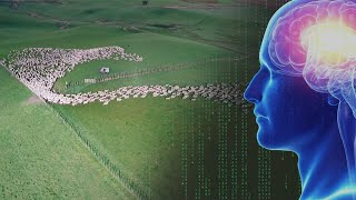 A.I. Learns to HERD SHEEP