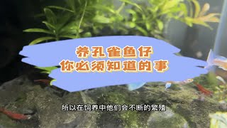 养孔雀鱼仔不用换水