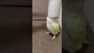 おこらないコザクラインコ🦜#インコのいる暮らし #コザクラインコ