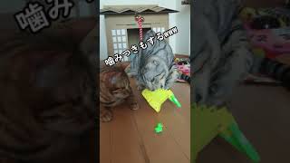 新しいオモチャに大興奮の猫が面白かった　あめ君編　＃Shorts