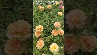 Portulaca | Purslane | Cindrella |  Sun Rose | Moss Rose |  Rare Varieties | Pathumani   #portulaca