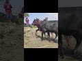 গরু পানিতে লাগ দিলো cowvideos cow youtubeshorts cowshorts viral