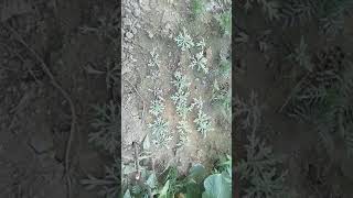 #Artemisia plant plant lavender plant(madisnal plant)