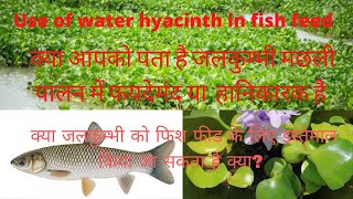 क्या जलकुम्भी को फिश फीड के लिए इस्तेमाल किया जा सकता है क्या? use of water hyacinth in fish pond.