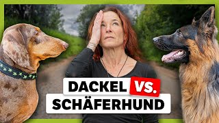 Problematische MEHRHUNDHALTUNG: Aggressives Verhalten lösen | Live-Training