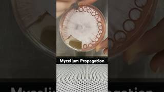 Mycelium Tissue Transfers - Agar Plate