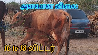 16 to 18 லிட்டர் அளவான விலை  அட்டகாசமான செவலை மாடு விற்பனைக்கு