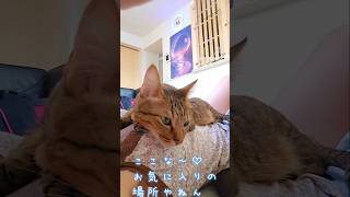 独占欲の強い猫の🐱お気に入りの場所🐈️　#shorts #catvideos #ねこ #猫動画