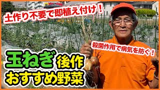 玉ねぎ収穫が終わったら！後作におすすめの野菜を紹介！連作障害を気にせず楽しめる野菜【家庭菜園】【輪作】