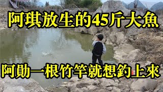 农村阿琪在鱼塘里放了条45斤的大鱼，阿勋听说，拿根竹竿就想挑战钓阿琪鱼塘里面的巨物，真搞笑【农村阿琪】