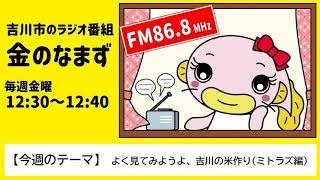 【吉川市のラジオ番組「金のなまず」】令和3年11月26日放送　テーマ「よく見てみようよ 吉川のお米(ミトラズ編)」