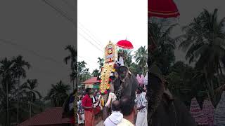 Elephant Video | Thottakad Kannan Elephant Chunakkara Temple Festival #festival_procession #shorts