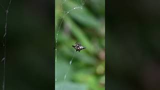 An oriental spiny orb weaver ascending on a thin silk line on its web that has been broken #spider