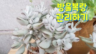 succulent plant. ,방울복랑 많이 키우시죠?  관리하는 방법과 키우는 방법까지 함께 이야기 해요 ㅎ