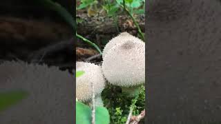 Дождевик съедобный (Lycoperdon perlatum) short #shorts