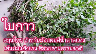 ต้นกาว, ใบกาว​ สมุนไพรสำหรับย้อมผมสีน้ำตาลแดง,​ ชาวบ้านนิยมใช้  ปลอดภัย​ ชัวร์!!