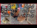 اوحيد 🐓كتل الشايب😱فقسن🪺كتكوتين 🐤فحصت بيضات🥚ام كفشه 🐔دخلت اكبر وجبت بيض🥚بل فقاسه🤷‍♂️