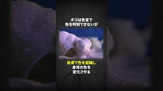 犬よりも賢い？タコの雑学 #動物雑学 #動物豆知識 #タコ #海洋生物