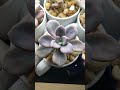 Graptopetalum ‘Murasaki’ at UncleNinGarden