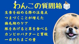 わんこの質問箱ライブ   犬で生食を始める際の注意点、つまづくことが増えたとき、換毛期のケア、豚をあげると草を食べる、カンピロバクターと胃酸、一日のたまごの量