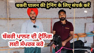 ਬੱਕਰੀ ਦੀ ਟ੍ਰੇਨਿੰਗ ਹੁਣੇ ਲਓ - Goat farming tarining @iltilanadhuri