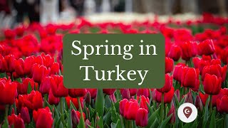 Spring in Turkey | What to wear in Spring? | Istanbul Tulip Festival, Adana Portakal Çiçeği Festival