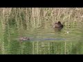 【野鳥のひな鳥】カイツブリのひな鳥集 38カット！カイツブリの雛鳥を動画で確認できます