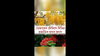 তেজপুৰৰ চৌদিশে বিভিন্ন প্ৰজাতিৰ ফুলৰ সুবাস...