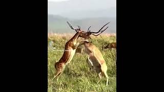 Deer fight for mating...   #shorts