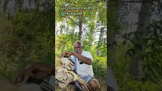 கருட பூதி சேவல் #பொள்ளாச்சிஜங்ஷன் #viral #viralvideo #viralshorts #shorts