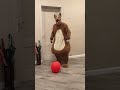 A big fat shaggy dog brings a big red balloon for cat and dog