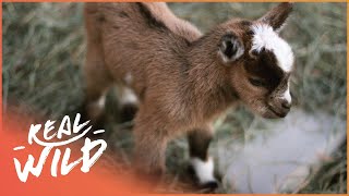 Playful Animal Babies Annoying Their Parents | Cutest Baby Animals | Real Wild