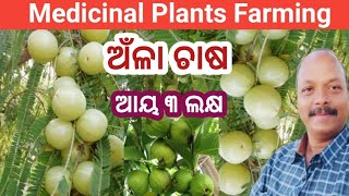 Medicinal Plant Farming | Amla or Gooseberry Farming | Guava Farming Odisha | Organic Farming | ଅଁଳା