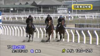 【2015育成馬展示会　調教映像】上場番号70 ストックの１３