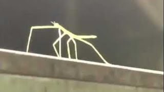 Stick Bug 1 hour