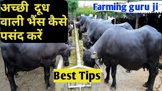 दुधारू भैंस की पहचान|dudharu bhains ki pahchan|How select heavy milker Buffalo|Dairy Farming